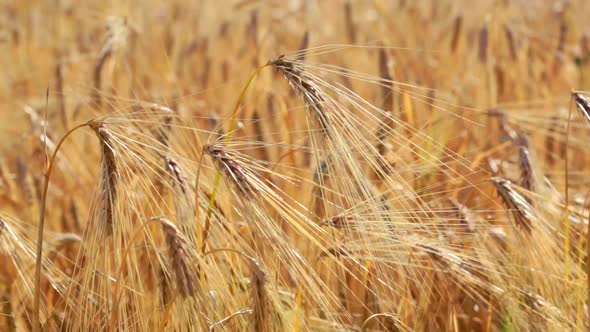 Close Up of Spike of Wheat Swaying in the Wind