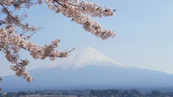 Japan Cherry Blossom