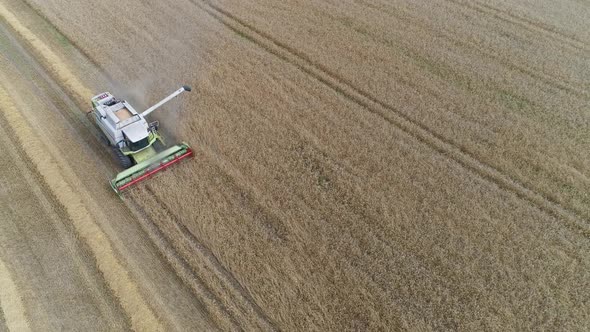 Countryside and Agriculture Flight Over the Field View From Height Combine Harvester Removes Oats