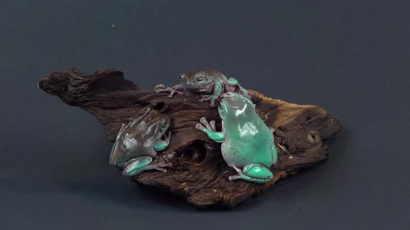 Australian Green Tree Frogs Sitting on Wooden Snag in Black Background. Close Up