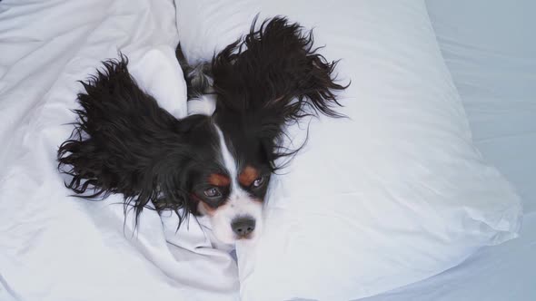 Cute Beautiful Fluffy Dog Sleeps and Rests in Bed Wrap in Blanket and Snores in Lazy Time