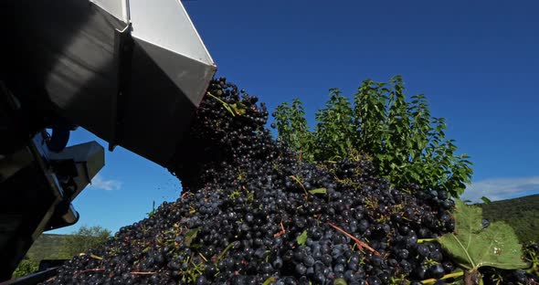 Harvest in the vineyards, Pic saint Loup, Claret, Occitanie, France