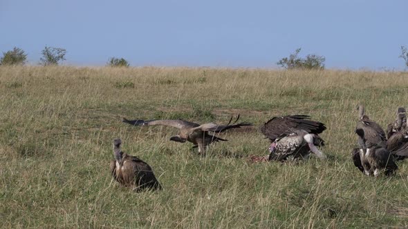 980416 African White Backed Vulture, gyps africanus, Ruppell’s Vulture, gyps rueppelli, Group eating