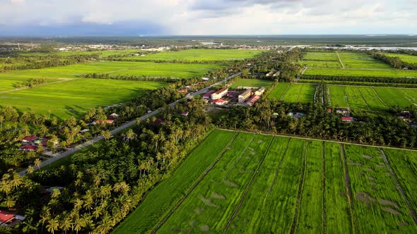 Aerial view green beauty paddy field and coconut tree