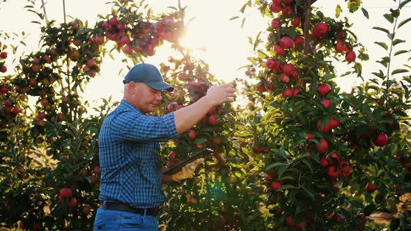 Apple Harvesting