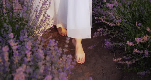 a Girl in a White Light Dress Walks with Bare Feet on a Lavender Field