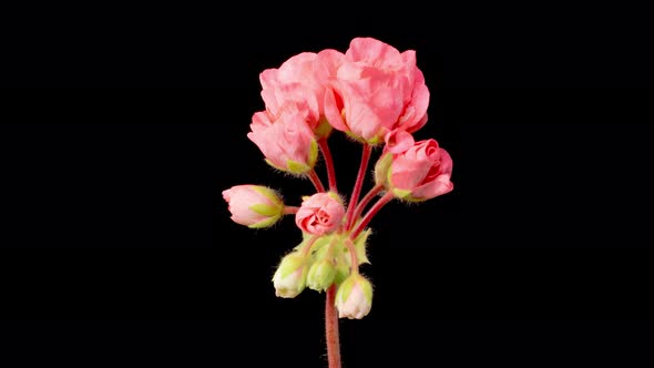 Time Lapse of Opening Pink Geranium Pelargonium Flower