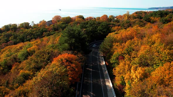 Aerial Flight Over the Road Between Autumn Trees