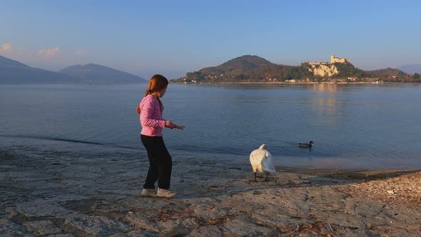 Little girl cautiously approaches swan on Laggiore lake then touches and runs away. Italy