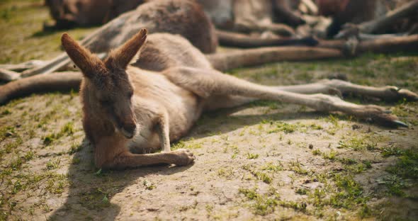 Adult eastern grey kangaroo lying on the grass. BMPCC 4K