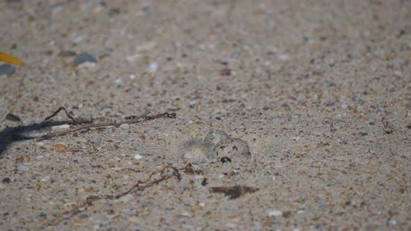 high frame rate close up of a little tern returning to its eggs