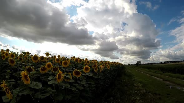 A stratocumulus cloud, characterized by large dark, rounded masses, usually in groups, lines, or wav