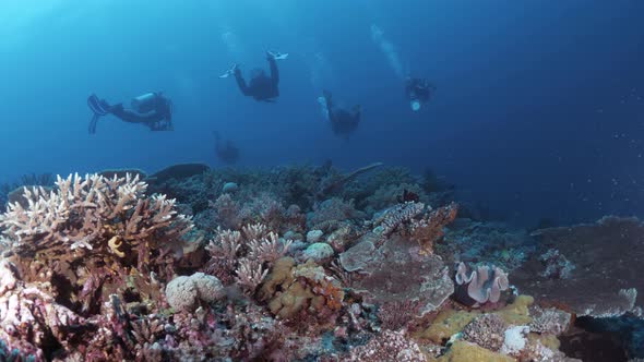 Scuba divers swimming above a healthy coral garden on the Great Barrier Reef Australia. Panoramic un