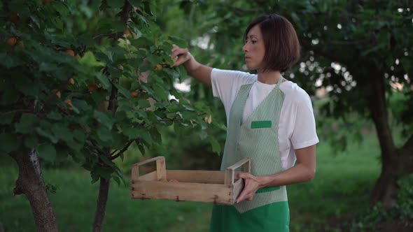 Woman picking apricots from a tree