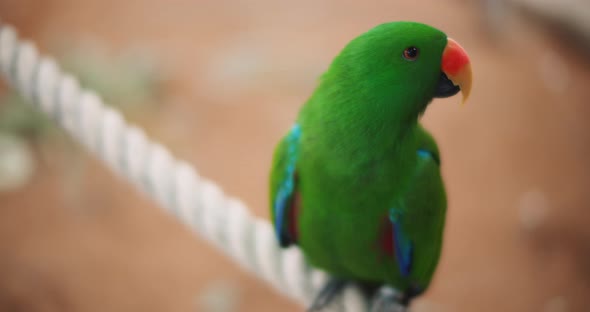 Eclectus parrot (Eclectus roratus) sitting on a rope