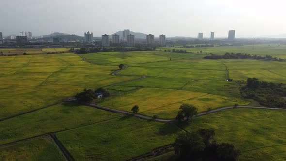 Paddy field panorama view in day