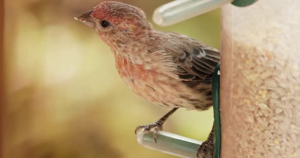 Cute Red Feathered Bird Close Up Slow Motion