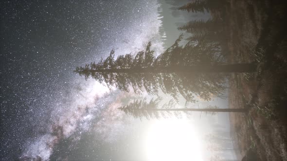 Milky Way Galaxy Over Forest alt