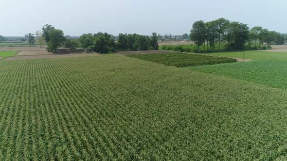 Punjab Pakistan agriculture farms crops and corn fields 