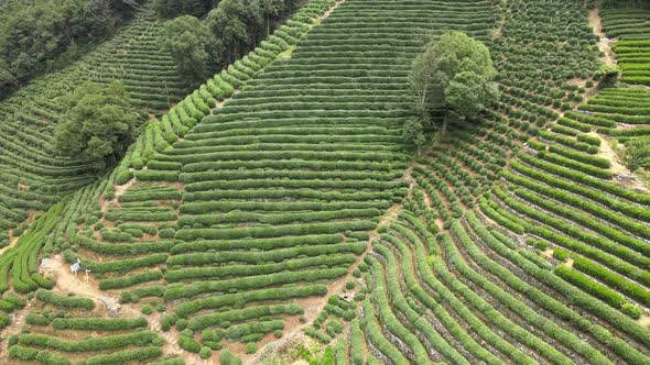 Tea Plants In Hangzhou, China