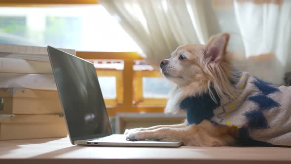 chihuahua dog wearing working costume with laptop and notebooks