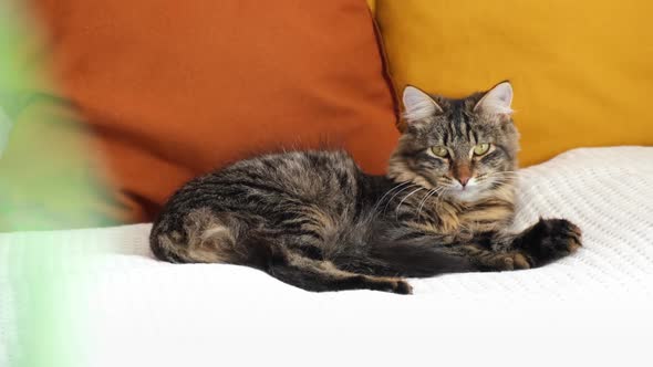 Little Cat Lying on a Sofa on Cozy Home Interior Background