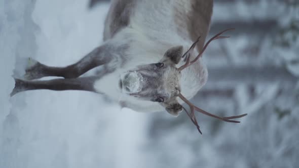 Vertical slowmotion video of a reindeer looking at the camera and walking in a snowy forest at Lapla