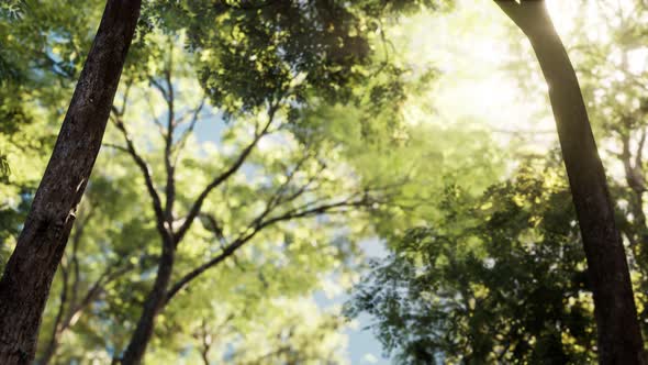 Sunbeams Pour Through Trees in Misty Forest