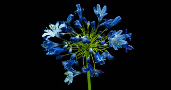 Agapanthus Is Commonly Known As the Nile Lily Time Lapse of Blooming Flower on a Black Background