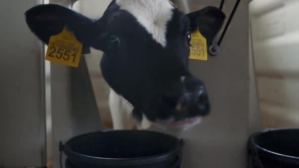 Young Cow Drinking Water From Bucket in Cowshed Closeup