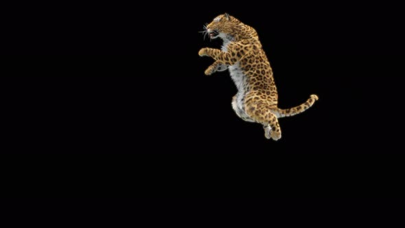 71 Leopard Jumping Down 4K