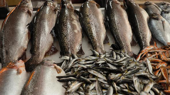 Fresh Sea Salmon European Anchovy Fish and Mullus On Display On Ice On Market Store Shop