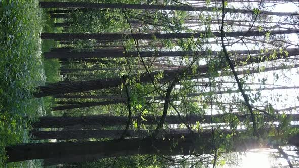 Vertical Video of Forest Landscape in Summer Slow Motion