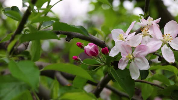 Close up apple tree blossom