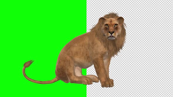 Lion - Seating and Roaring - Transparent and Green Sreen