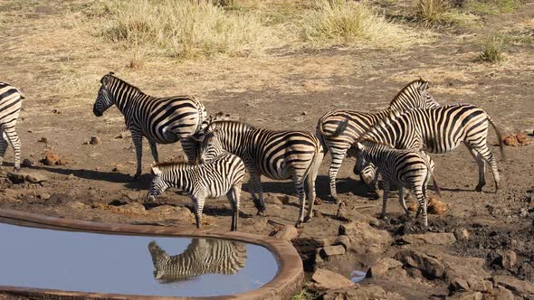 Plains Zebras Drinking Water - Kruger National Park