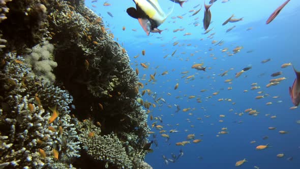 Colorful Reef Scene