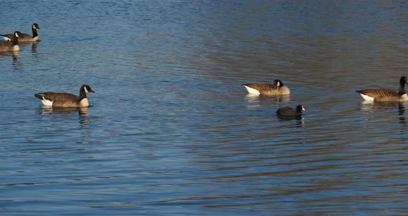Canada goose, Branta canadensis. Flock of birds swimming on a lake