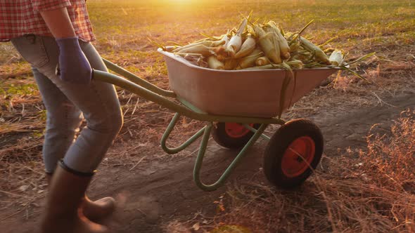 Farmer in Rubber Boots Rolls a Wheelbarrow Full of Corn