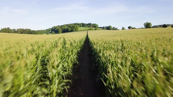 Low and fast drone footage of footpath through a corn field