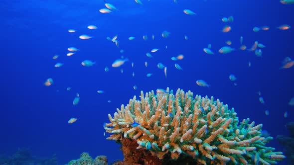 Underwater Tropical Fish