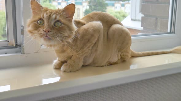 Trimmed Cat with Ginger Fur is Sitting on Windowsill After Grooming and Trimming During Summer