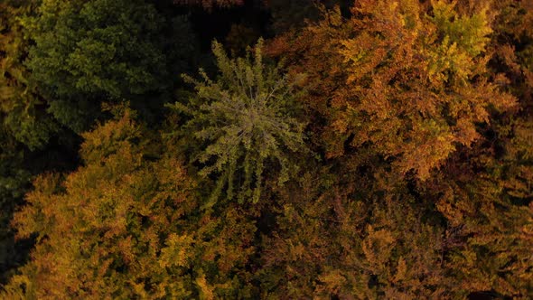 Atumn tree tops drone360  degree  spin 