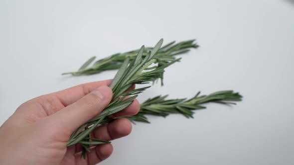 Herbal Rosemary Leaf is Spices on a White Background