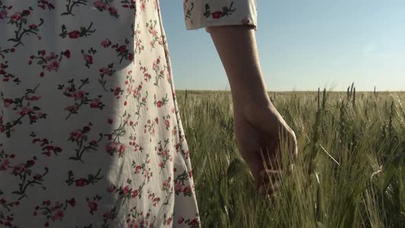 Girl Walks Across the Field Touching Ears of Grain