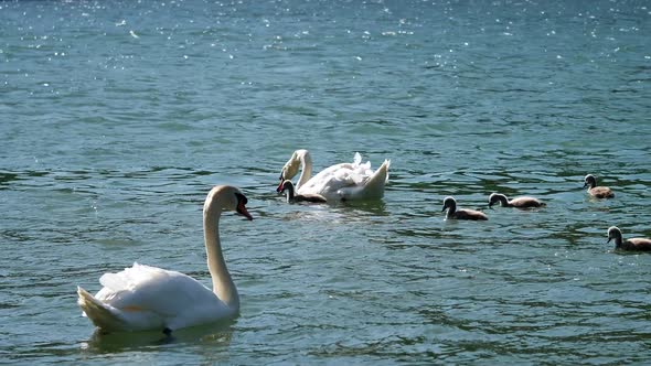 Swan family floats on a Pound.