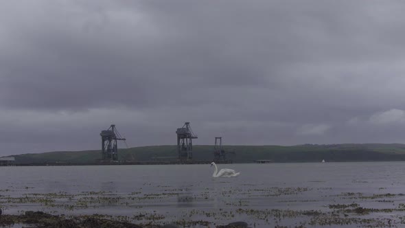 Swan swimming in a river near a power station