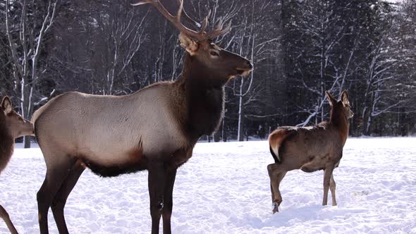 elk bull follows doe walking towards snow forest slomo