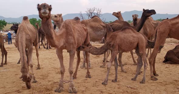 Camels at Pushkar Mela Camel Fair Festival in Field Eating Chewing