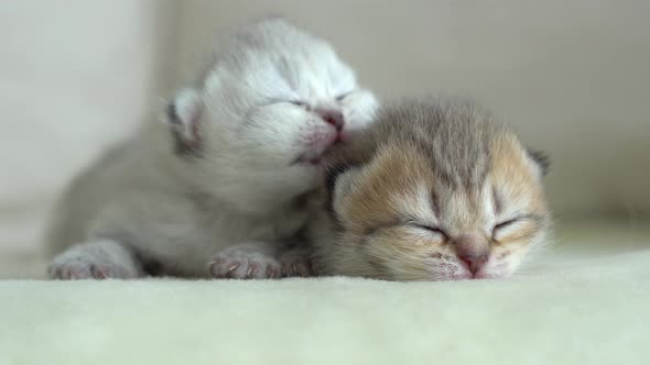 Cute Persian Kittens Sleeping On Sofa